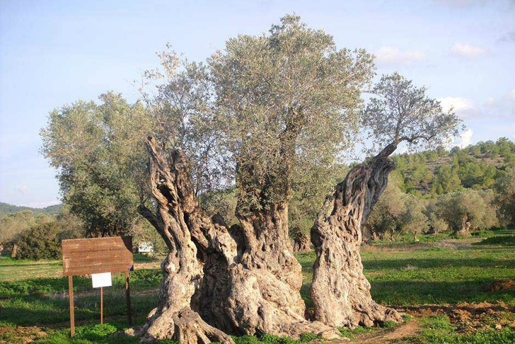 avadiskibris.com