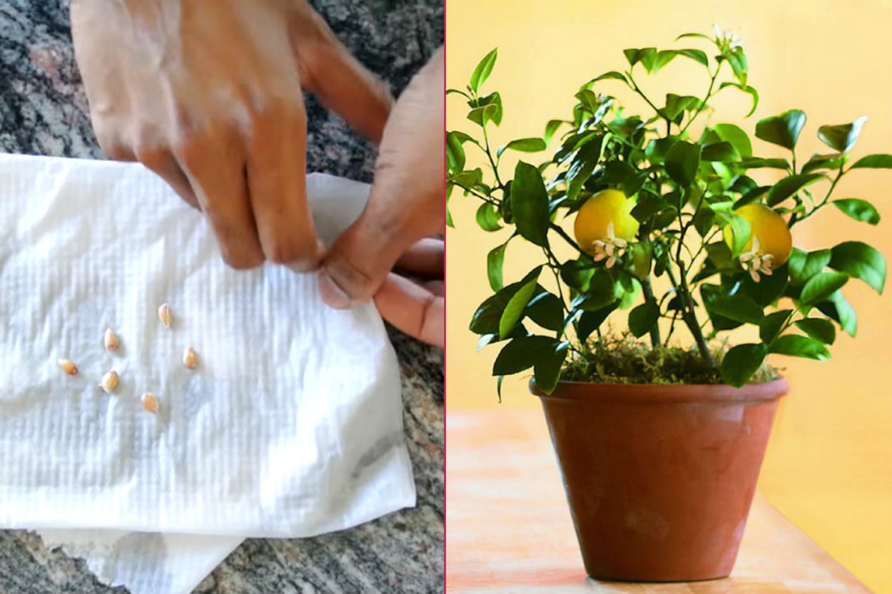 İşte Bu Kadar Kolay: Birkaç Basit Adımla Limon Çekirdeğinden Limon Yetiştirme