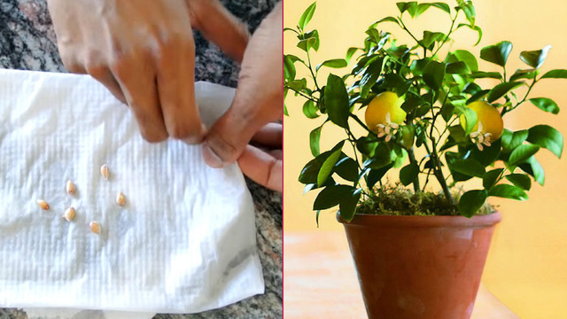 İşte Bu Kadar Kolay: Birkaç Basit Adımla Limon Çekirdeğinden Limon Yetiştirme