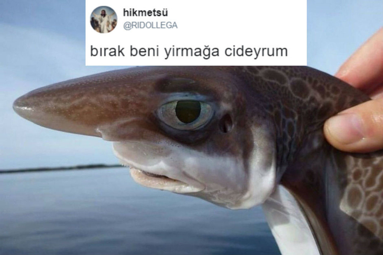 Tespitleriyle Güldürürken İştah Açan Son Dönemlerin En İyi 16 Görselli Tweet'i
