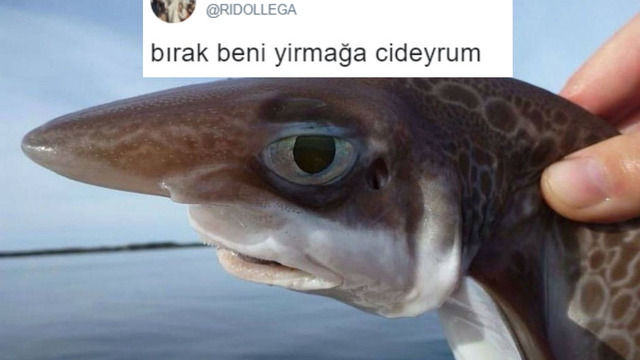 Tespitleriyle Güldürürken İştah Açan Son Dönemlerin En İyi 16 Görselli Tweet'i