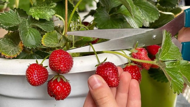 Çilek Hangi Mevsimde Yetişir, Ne Zaman Çıkar, Evde Nasıl Yetiştirilir?