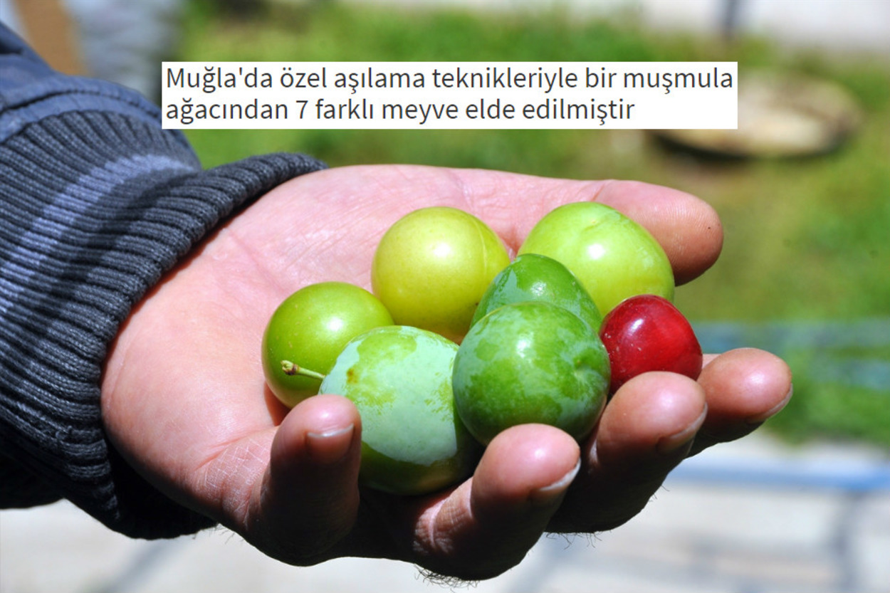 Yiyecekler Hakkında Muhtemelen Daha Önce Hiç Duymadığınız 12 İlginç Bilgi