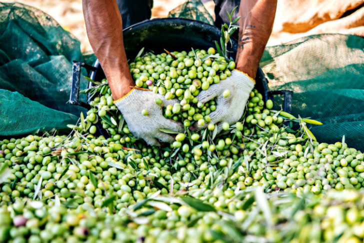 oliveoiltimes