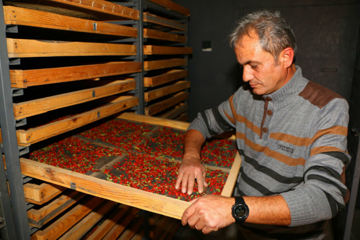 Aksaray'da Hobi Olarak Yetiştirdikleri Goji Berry ile Siparişlere Yetişemeyen İkili
