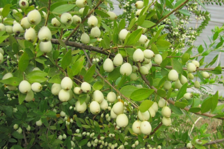 halilaktas