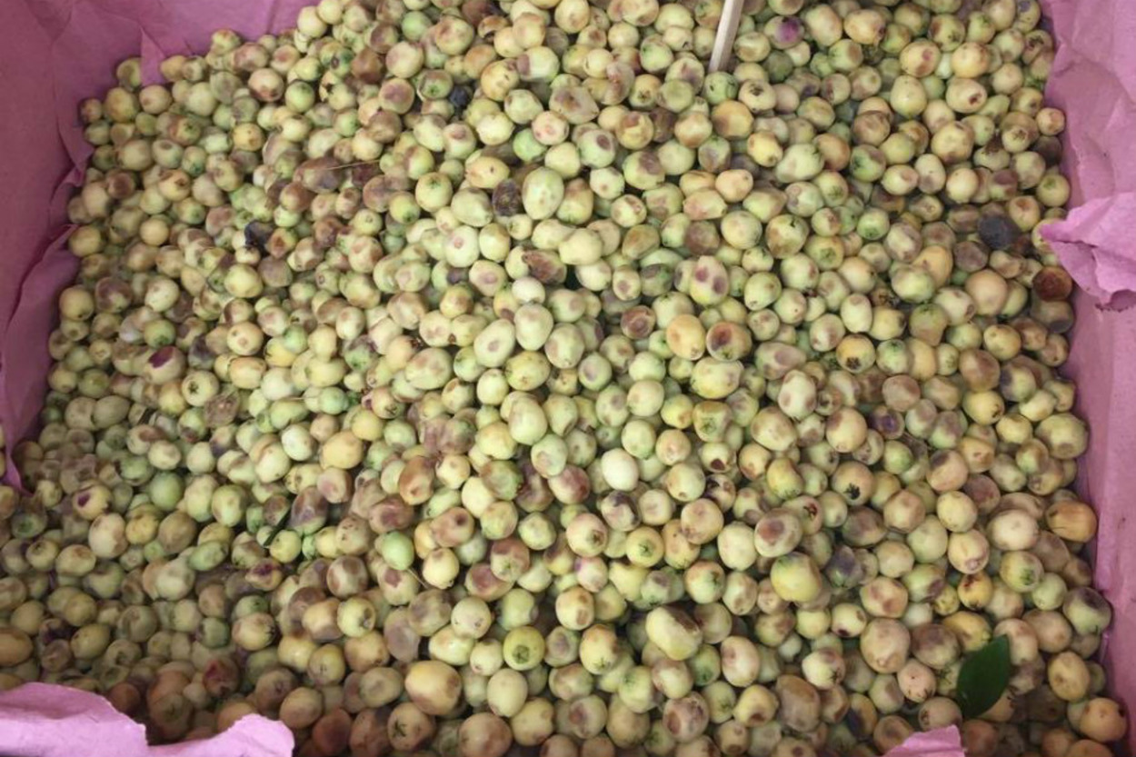 Herkesin Bir An Önce Keşfetmesi Gereken Minik Bir Mucize: Hambeles