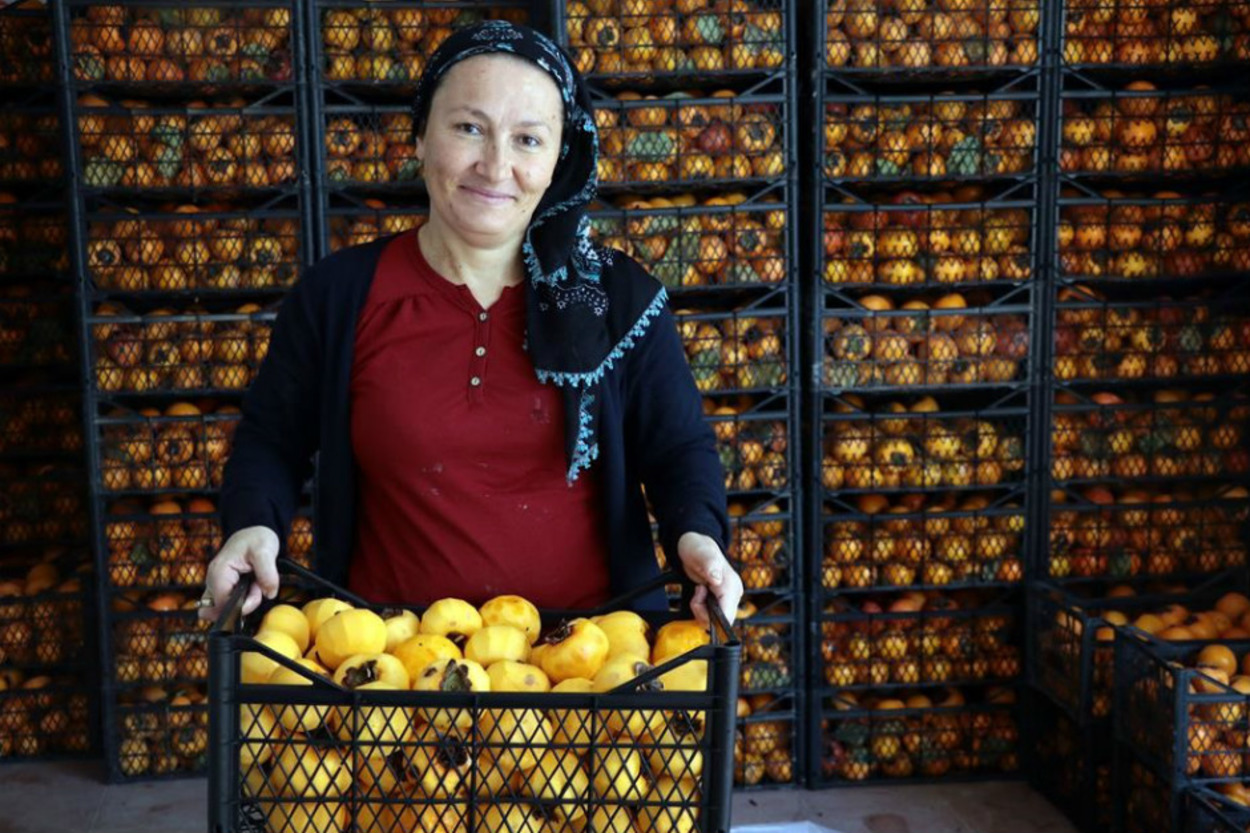 Cennet Elmasından Elde Ettiği "Türk Hurması" ile Gelirini Katlayan Kadın Girişimci