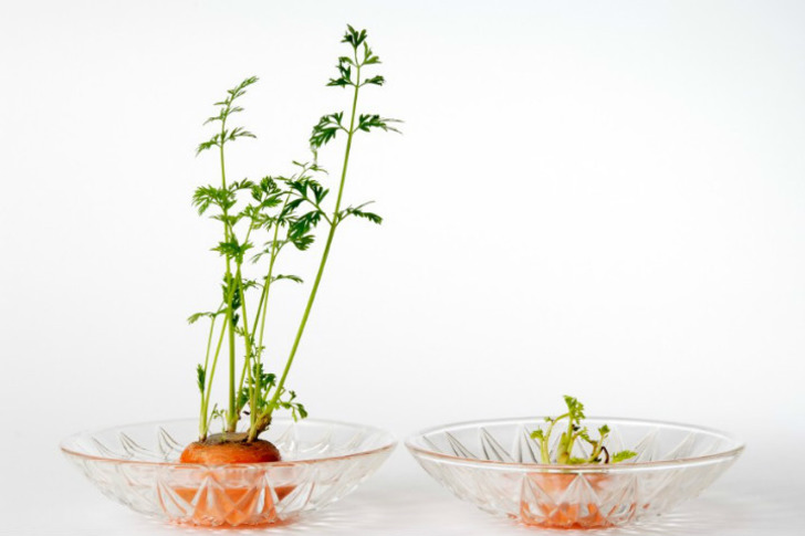 gardeningknowhow