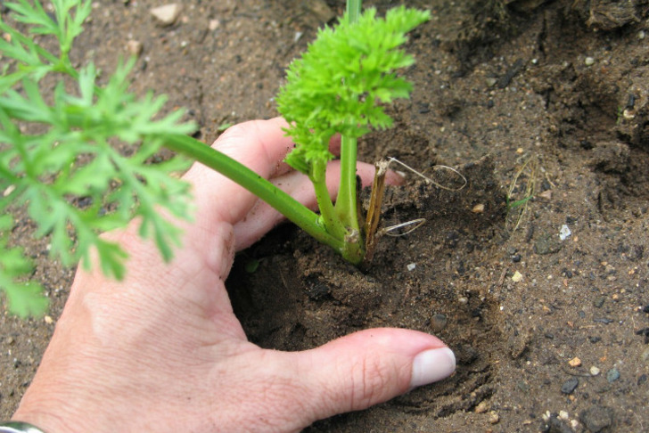 botanichka