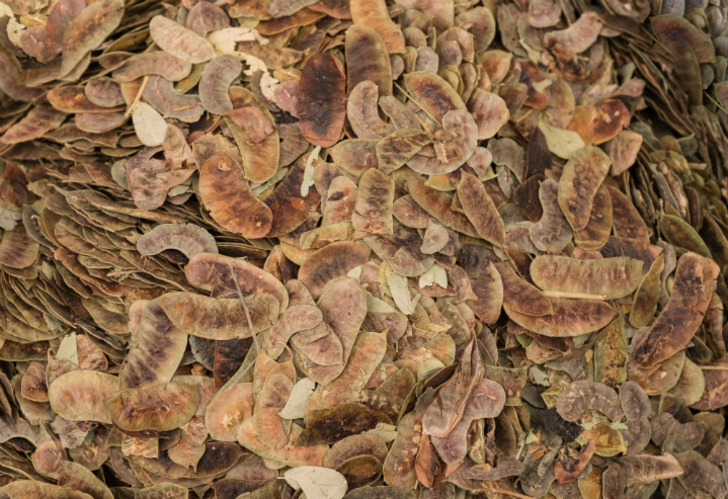 aclik-otu-nedir-faydalari-1