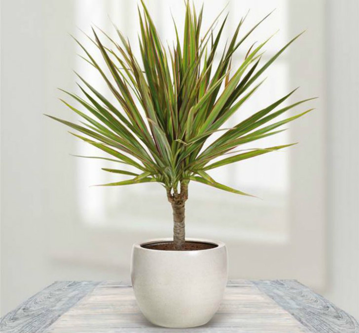 madagascardragontree