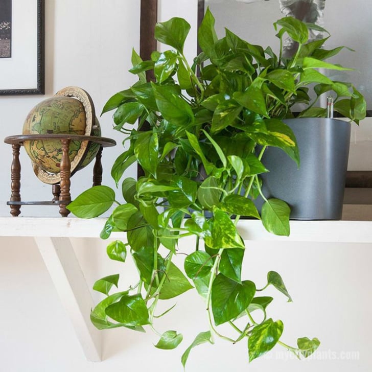 mycityplants