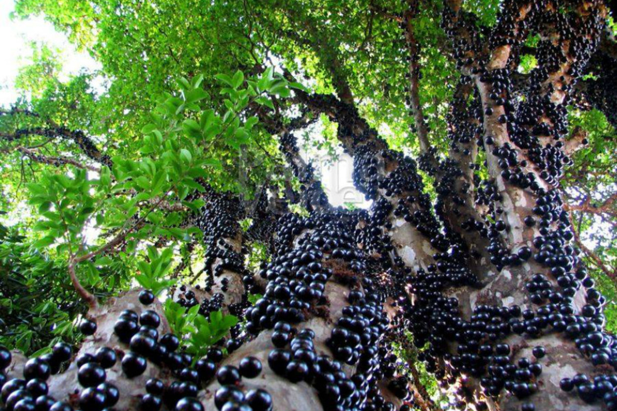 Gövdesinden Meyve Veren Dünyanın En İlginç Ağacı: Jabuticaba