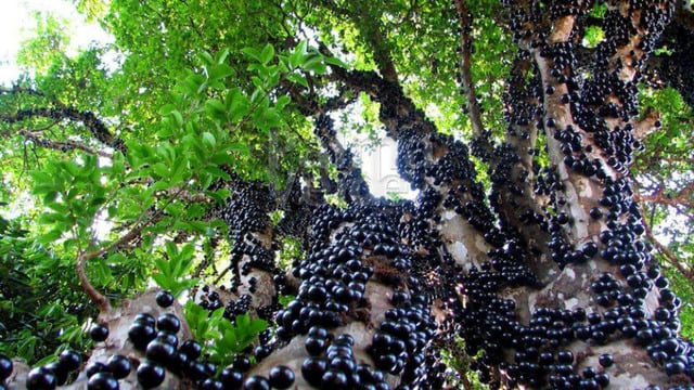 Gövdesinden Meyve Veren Dünyanın En İlginç Ağacı: Jabuticaba