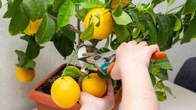 4 Pratik Adımla Saksıda Limon Nasıl Yetiştirilir?