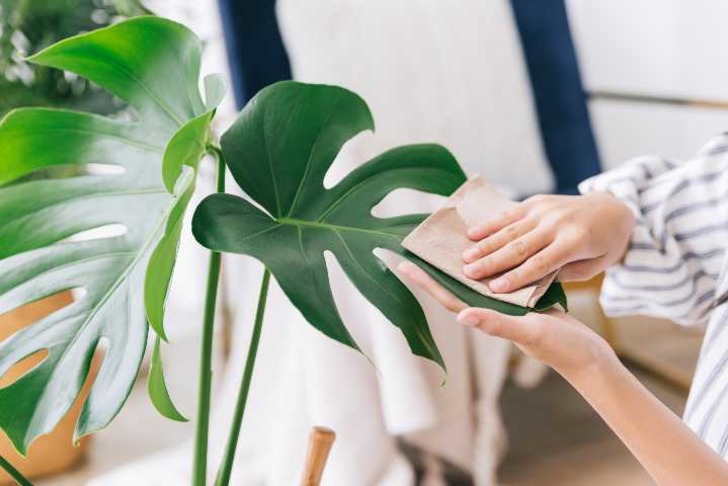 devetabani-monstera-shutter-3