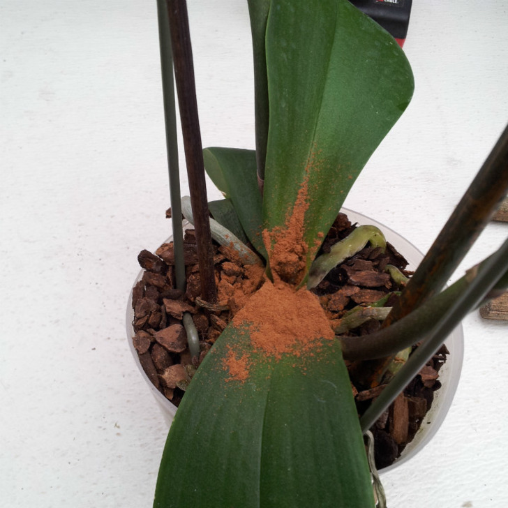 orchiddynasty
