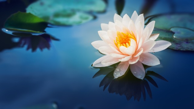 Faydalarıyla Şaşırtan Sonsuz Yaşamın Sembolüyle Tanışın: Lotus Çiçeği