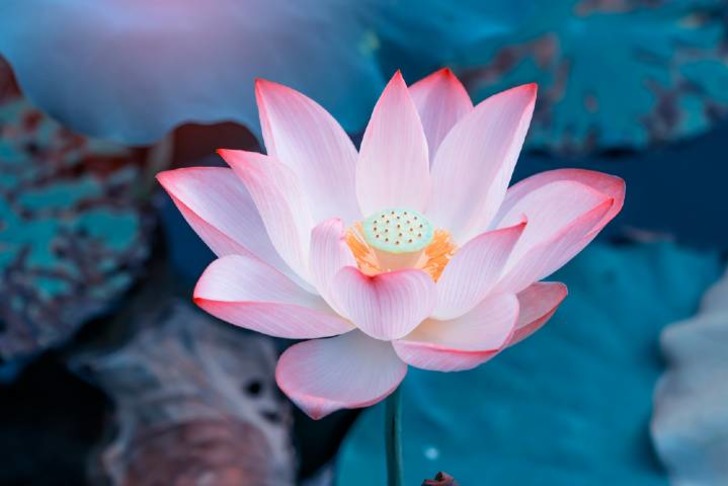 Lotus Çiçeği Zararları