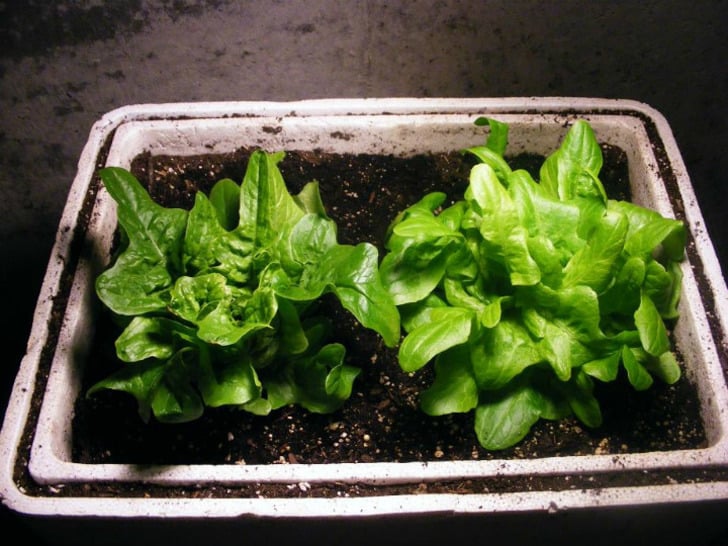 gardeningknowhow