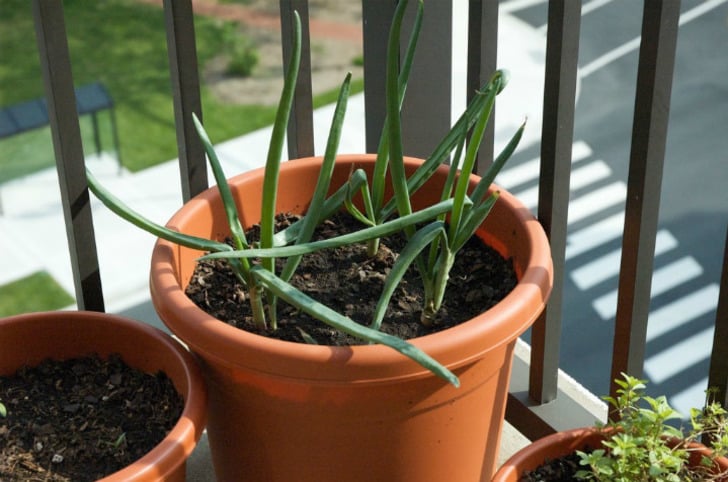 gardeningknowhow