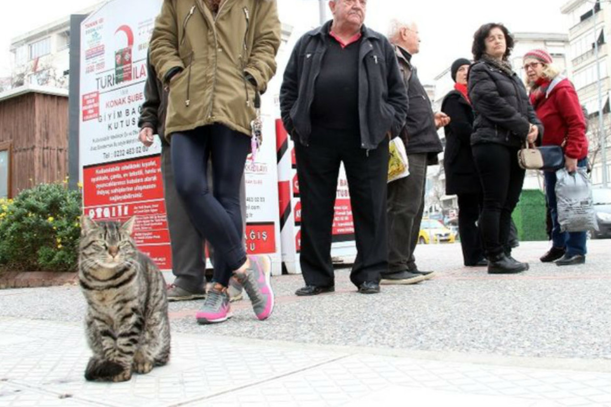İzmir'de 4 Yıldır Her Gün Süt İçmek İçin Sıraya Giren Kedi