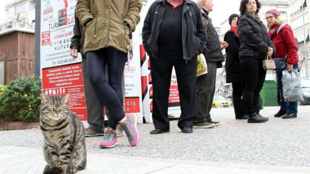 İzmir'de 4 Yıldır Her Gün Süt İçmek İçin Sıraya Giren Kedi