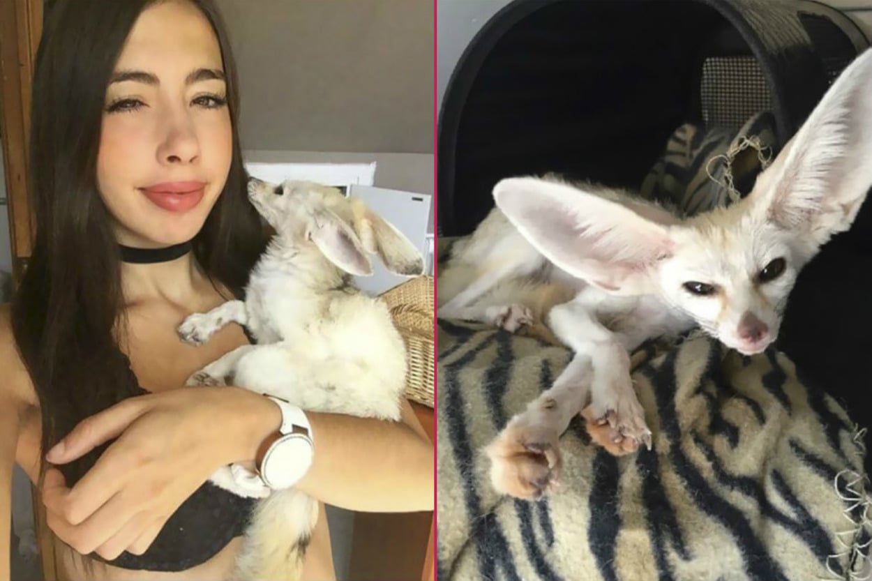 Sahiplendiği Tilkiyi Zorla Vegan Besleyerek Tartışma Yaratan Garip Kadın