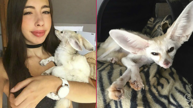 Sahiplendiği Tilkiyi Zorla Vegan Besleyerek Tartışma Yaratan Garip Kadın