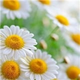 Cansu_Sky