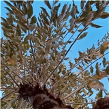 timonunannesi