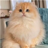 kedi13