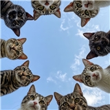 havuclupopkek
