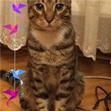 Ilknur Yıldız
