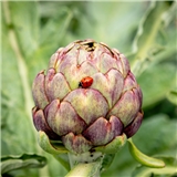 baharro