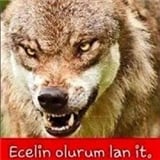 Mustafa Çetinkaya
