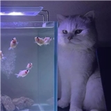 Mavi_kitap