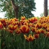 Nilay Şat