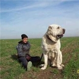 Metin Korkmaz