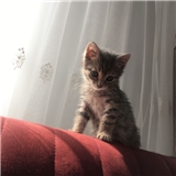 saadetbisgin