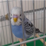 ivremcim