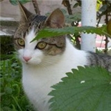 Sevim Araci