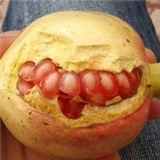 Mrl Gozltn