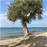 Tugba Atasever