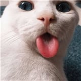uckyagmur