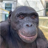 bonobo_sebegi