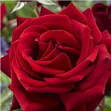 123_Abero_kazan