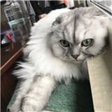 fyzsnn