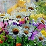 Selime Karabulut
